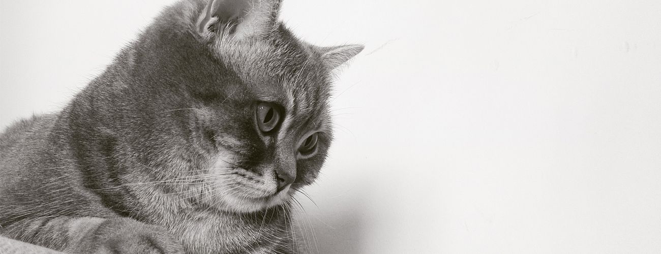 CAT LITTER